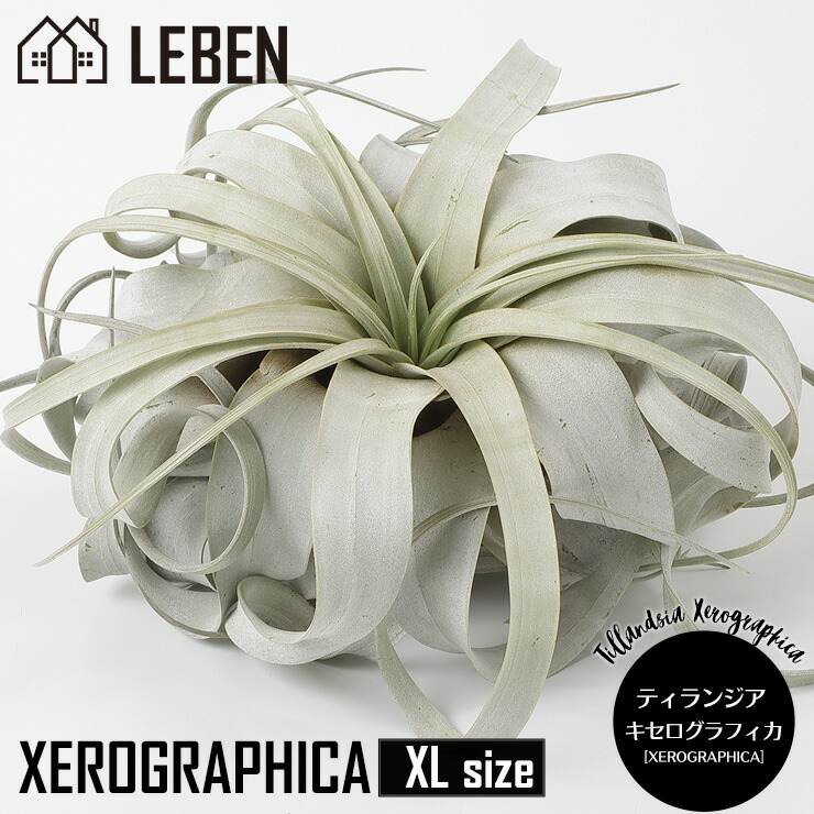 【10%OFF引き換え証！百貨店SALE】★●★着生植物 チランジア キセログラフィカ【XL大きさ：20珊前後】 エアープランツ 着生植物 観葉草木 ティランジア チランジア 飾りつけ 吊り下げ 室内装飾 生まれ落ちる日 差し上げ物 思わしい 一般受け 育て分かりやすい ハンキング[ap]