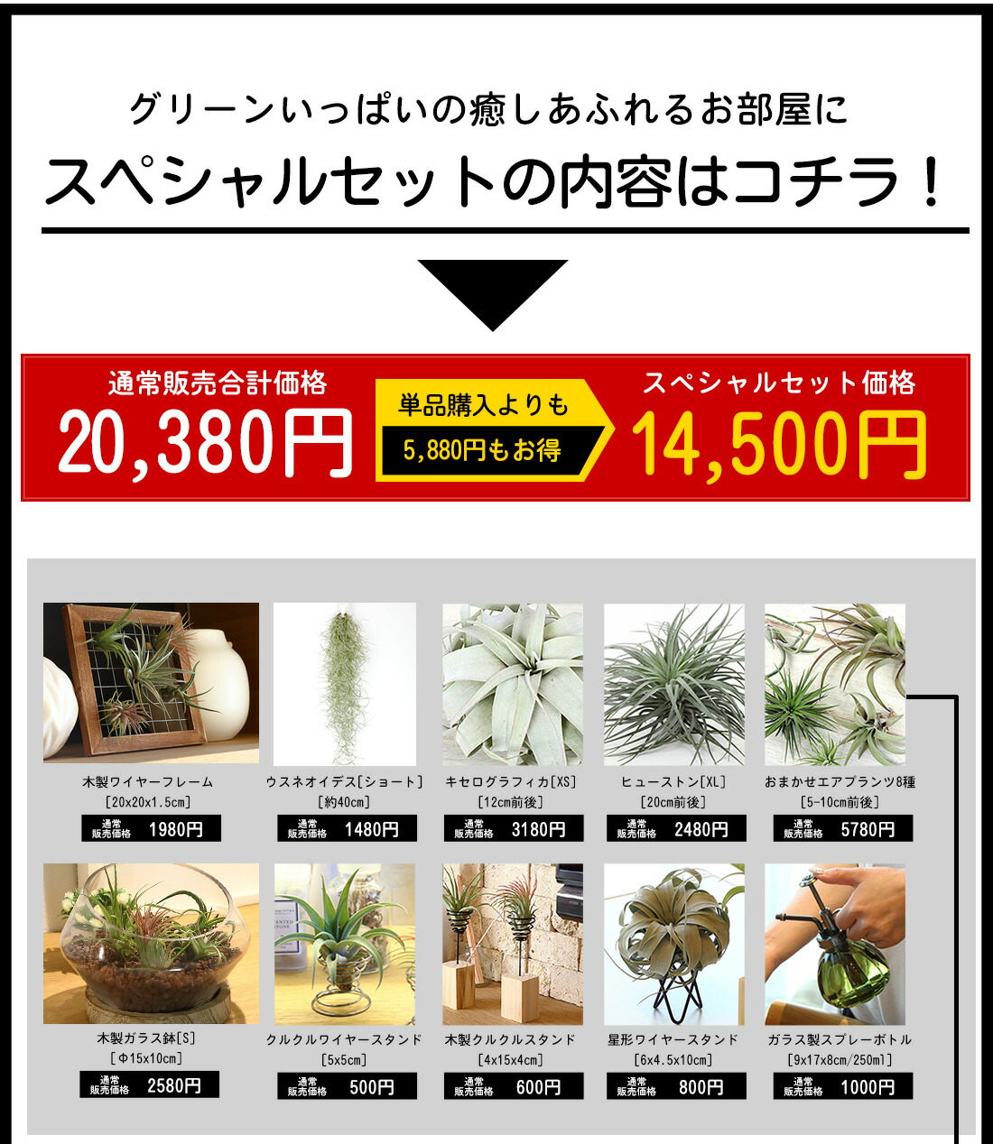 呼称入れ 付届け 恵投 草木 プレミアムグリーンギフトセット お利 円形 円 エアープランツ エアプランツ 観葉植物 御母さんの昼 母 古希 喜寿 米寿 年長 スピーチカード ギフト Hotjobsafrica Org