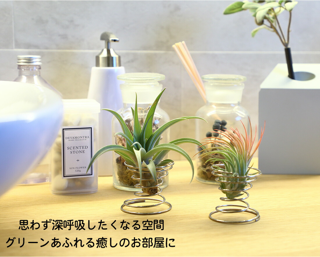 最先端 名入れ ギフト プレゼント 植物 スペシャルグリーンギフトセット B お得 149円 円 エアープランツ エアプランツ 観葉植物 母の日 母 古希 喜寿 米寿 長寿 メッセージカード ギフト 史上最も激安 Estelarcr Com