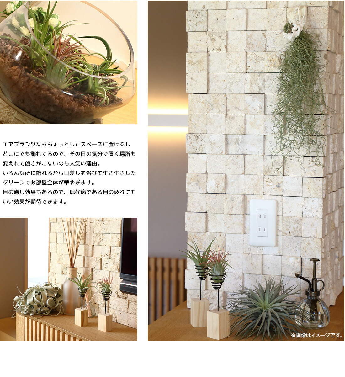 最先端 名入れ ギフト プレゼント 植物 スペシャルグリーンギフトセット B お得 149円 円 エアープランツ エアプランツ 観葉植物 母の日 母 古希 喜寿 米寿 長寿 メッセージカード ギフト 史上最も激安 Estelarcr Com