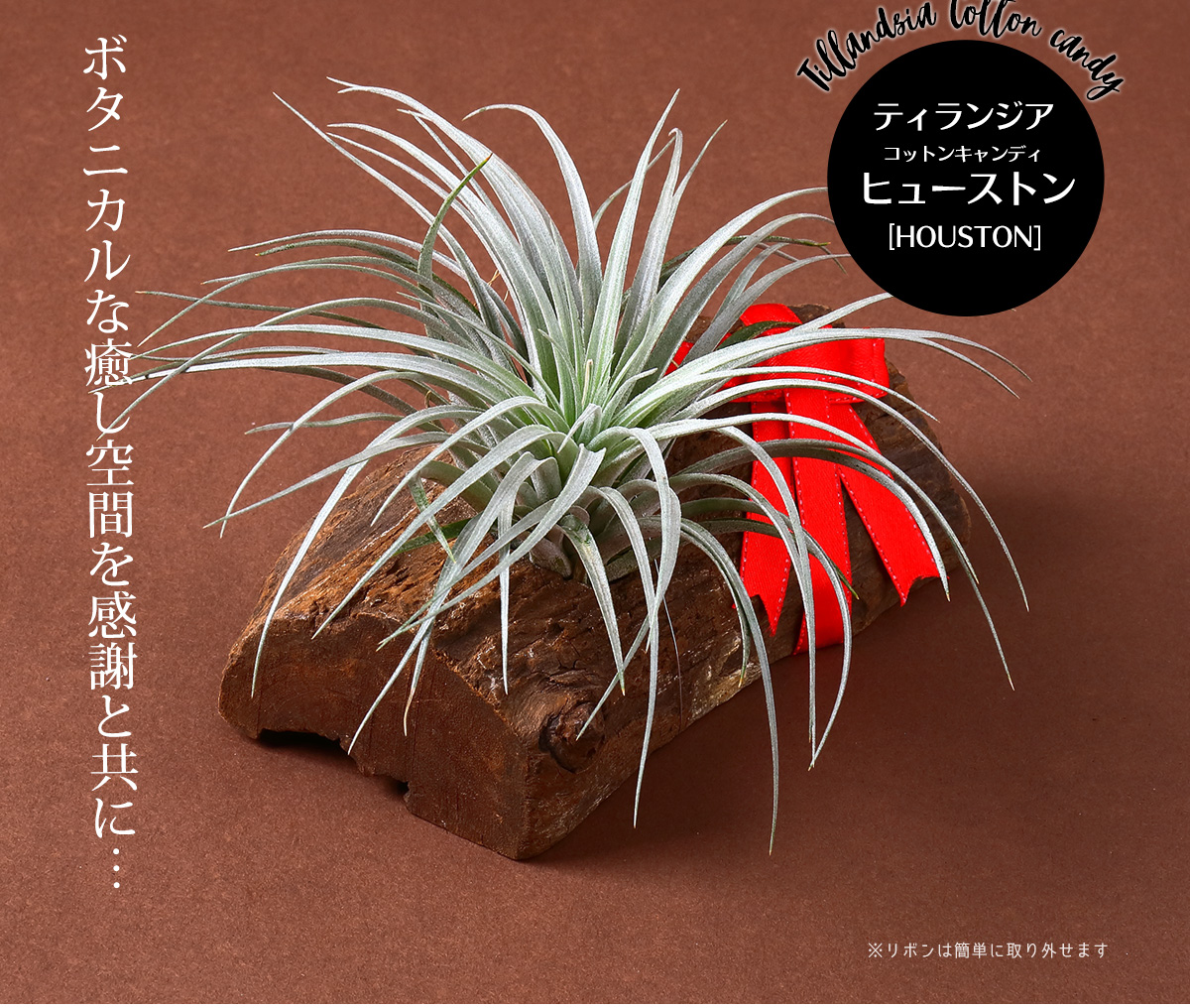 名入れ ギフト プレゼント 植物 Cotton Candy Houston Drift Wood x12cm イオナンタ フエゴ 1個 流木付き コットンキャンディー ヒューストン エアープランツ エアプランツ 観葉植物 母の日 母 古希 喜寿 米寿 長寿 Educaps Com Br