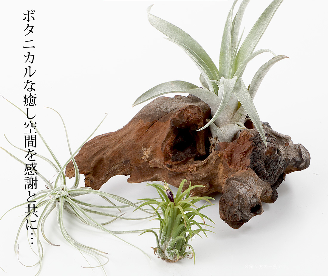 いみな入れ 贈りもの 贈品 植物 流木 着生植物3クラス硬化 エアープランツ エアプランツ 観葉植物 お母様の開催日 母 古希 喜寿 米寿 長寿 話メッセージカード ギフト Nobhillmusic Com