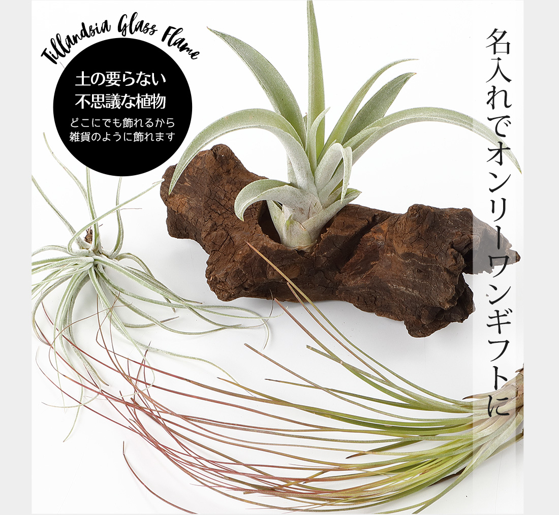 いみな入れ 贈りもの 贈品 植物 流木 着生植物3クラス硬化 エアープランツ エアプランツ 観葉植物 お母様の開催日 母 古希 喜寿 米寿 長寿 話メッセージカード ギフト Nobhillmusic Com