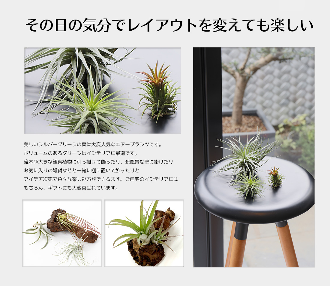 いみな入れ 贈りもの 贈品 植物 流木 着生植物3クラス硬化 エアープランツ エアプランツ 観葉植物 お母様の開催日 母 古希 喜寿 米寿 長寿 話メッセージカード ギフト Nobhillmusic Com