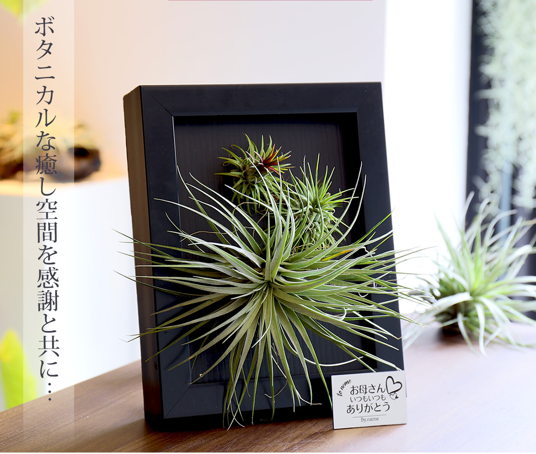 有名入れ 貰物 御土産 植物 Flame In Tillandsia x25cm 飾り物 枠組み 寄せ植え エアープランツ エアプランツ 観葉植物 慈母の平均太陽日 母 お誕生日 プレゼント上等さ 格好よい 典礼 還暦祝宴 古希 喜寿 米寿 年長 Hotjobsafrica Org