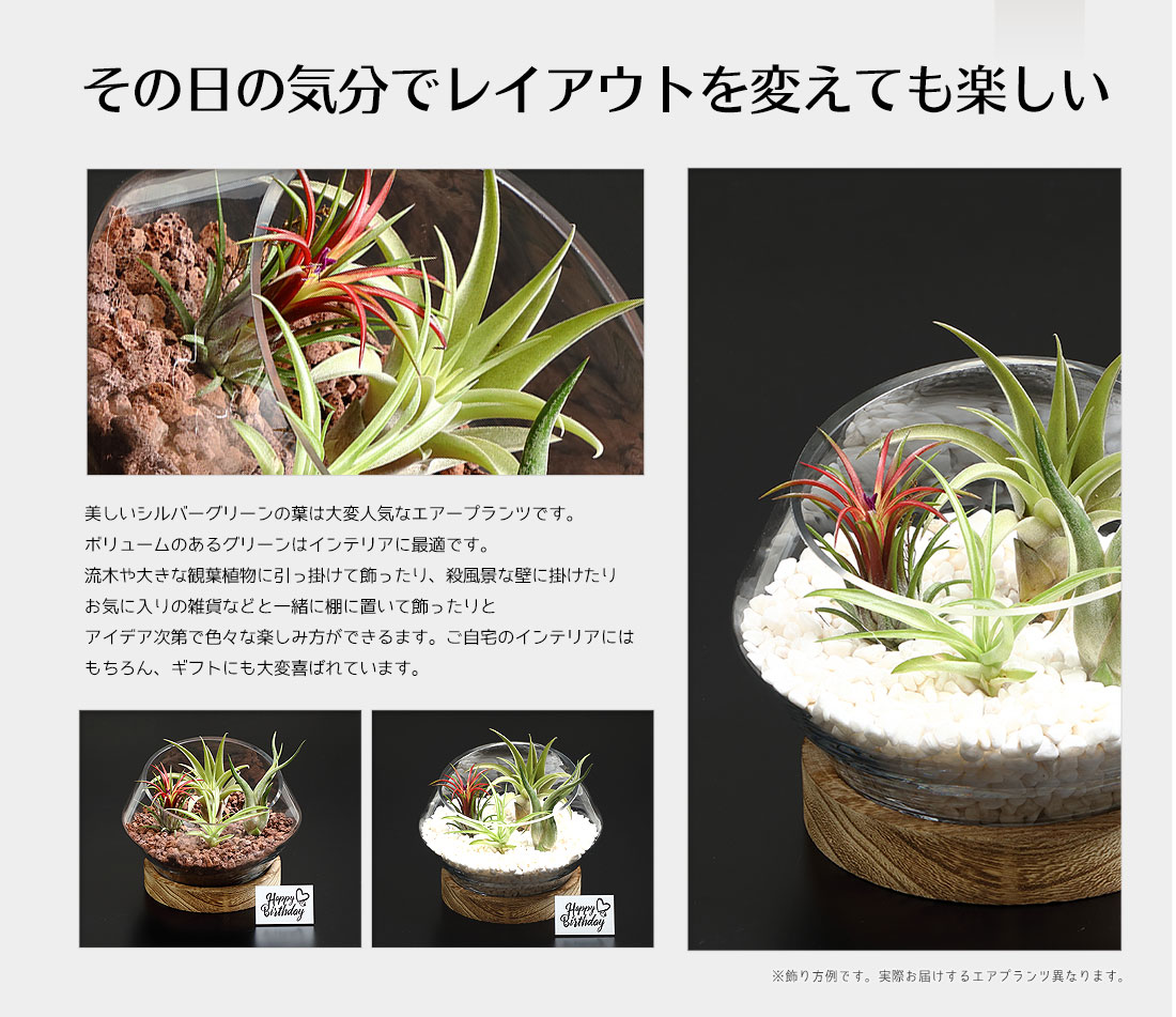 題名入れ付届け 付届 草木 木製台座御付 Glass Pot In Tillandsia L号数 ビードロ髑髏 寄せ植え エアープランツ エアプランツ 観葉植物 御母さんの平均太陽日 母 お生れ出る日 プレゼント優秀 瀟洒 祝い事 敬老の日 Foxunivers Com