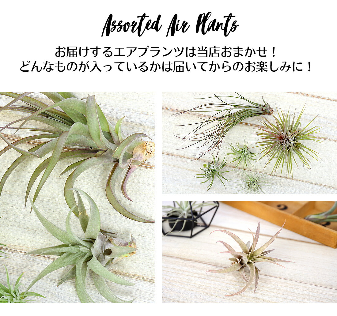 エアプランツ セット おまかせ 5種セット エアープランツ エアプランツ 観葉植物 ティランジア チランジア 壁掛け 吊り下げ インテリア 誕生日 ギフト 丈夫 人気 育てやすい Letempslev K7a Com