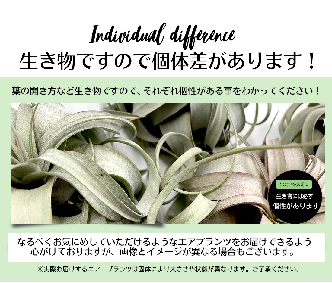 30日は10%OFF！】☆予約☆エアプランツ ウスネオイデス+