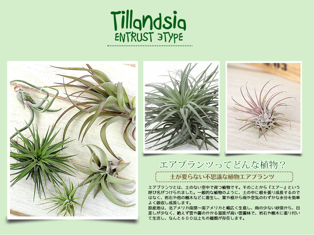 エアプランツ ウスネオイデス ヒューストン おまかせ3種 全5種セット エアープランツ エアプランツ 観葉植物 ティランジア チランジア 吊り下げ 誕生日 ギフト 人気 ハンキング スパニッシュモス コットンキャンディ Educaps Com Br