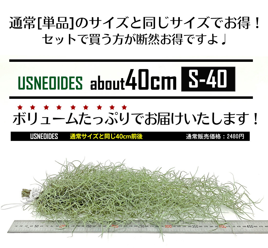 5%OFFクーポン！市場の日】☆予約☆エアプランツ ウスネオイデス+