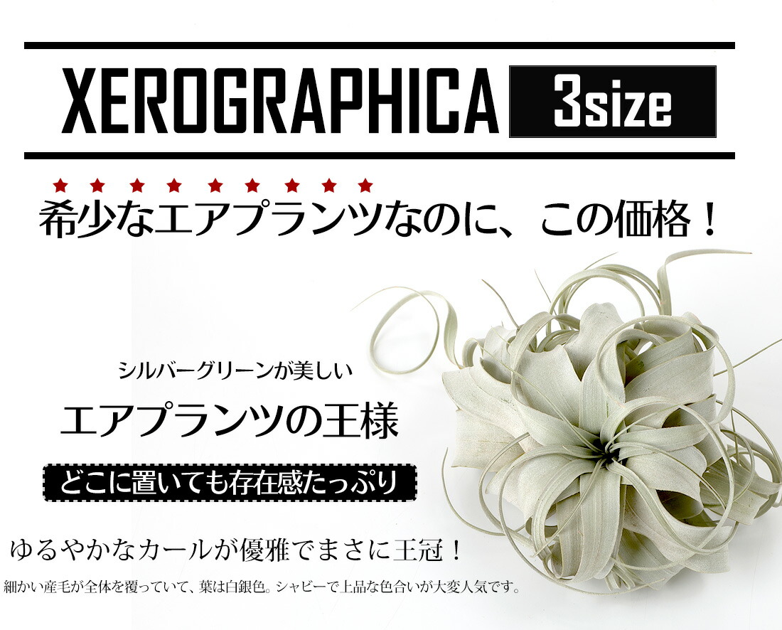 30日は10%OFF！】☆予約☆エアプランツ ウスネオイデス+