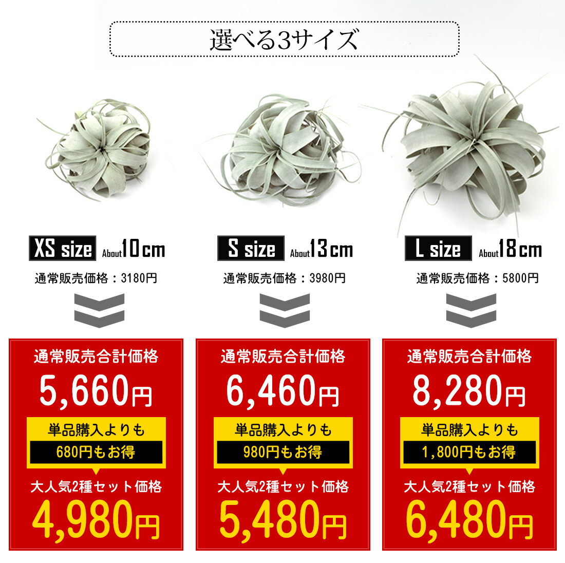 5%OFFクーポン！市場の日】☆予約☆エアプランツ ウスネオイデス+