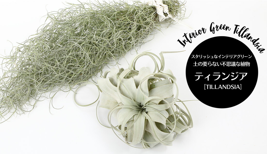 30日は10%OFF！】☆予約☆エアプランツ ウスネオイデス+