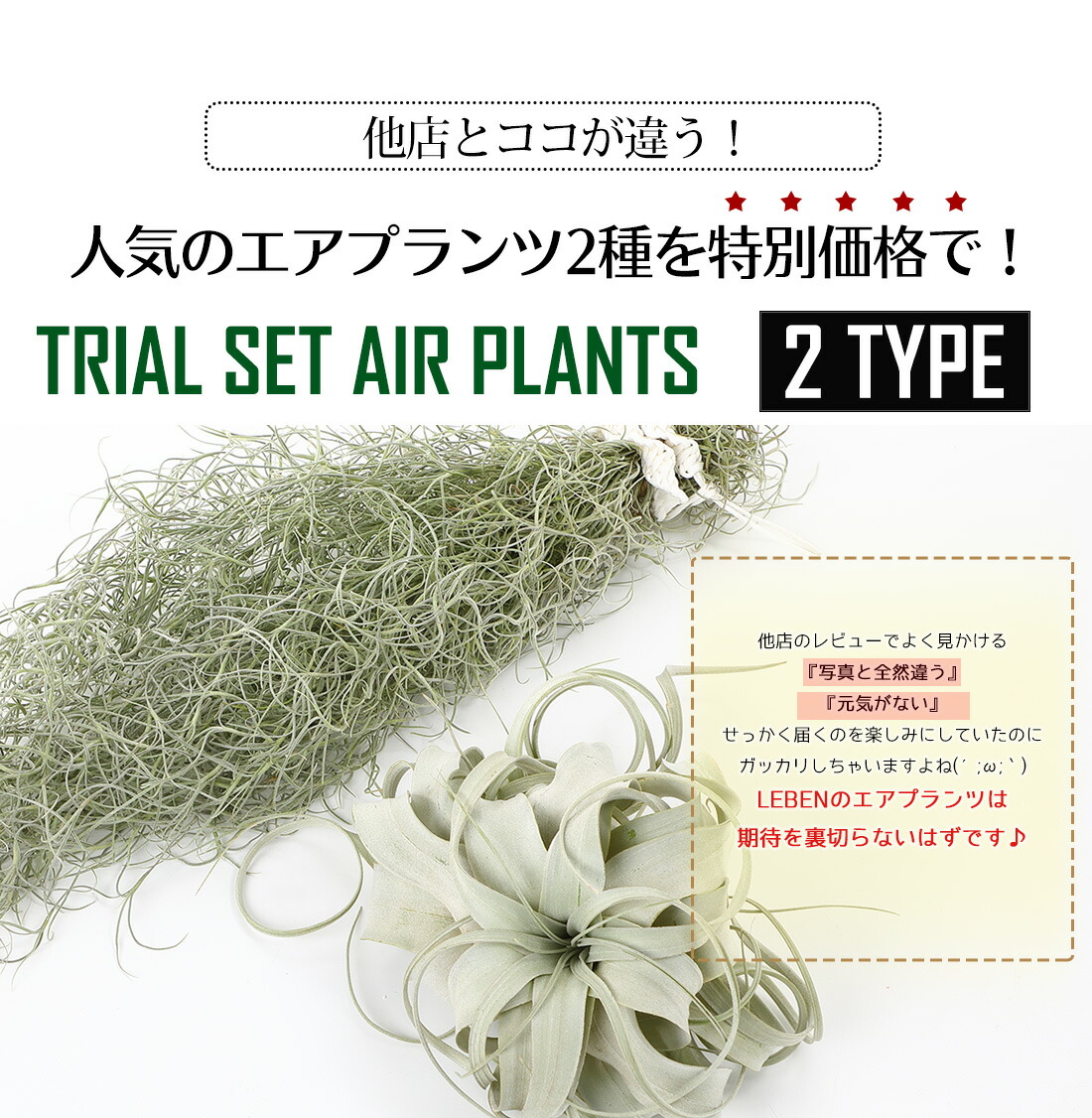 30日は10%OFF！】☆予約☆エアプランツ ウスネオイデス+