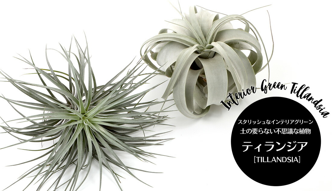 エアプランツ ヒューストンxl キセログラフィカxs 大人気2種セット エアープランツ エアプランツ コットンキャンディ 観葉植物 ティランジア チランジア 壁掛け 吊り下げ インテリア 誕生日 ギフト 丈夫 人気 育てやすい 送料無料 Educaps Com Br