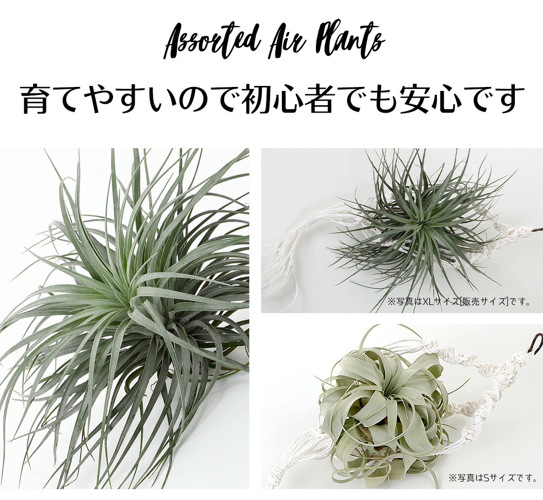 エアプランツ ヒューストンxl キセログラフィカxs 大人気2種セット エアープランツ エアプランツ コットンキャンディ 観葉植物 ティランジア チランジア 壁掛け 吊り下げ インテリア 誕生日 ギフト 丈夫 人気 育てやすい 送料無料 Educaps Com Br