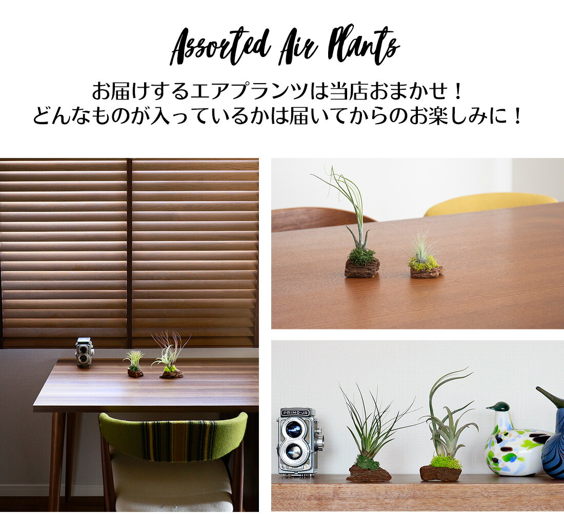 楽天市場 エアプランツ セット おまかせ レッドウッド アソート 2株 1株セット エアープランツ エアプランツ 観葉植物 ティランジア チランジア 壁掛け 吊り下げ インテリア 誕生日 ギフト 丈夫 人気 育てやすい リーベン ヨーロッパの暮らし