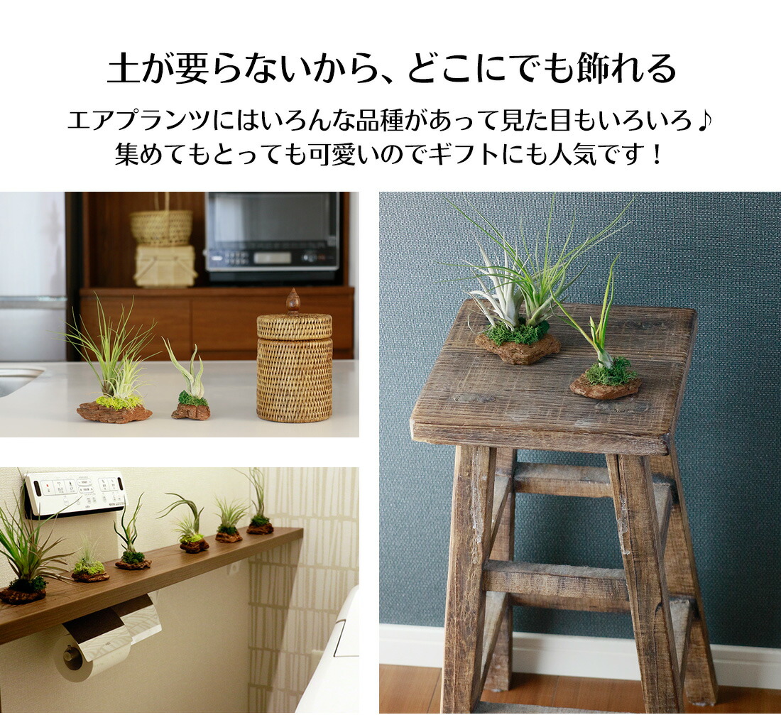 楽天市場 エアプランツ セット おまかせ レッドウッド アソート 2株 1株セット エアープランツ エアプランツ 観葉植物 ティランジア チランジア 壁掛け 吊り下げ インテリア 誕生日 ギフト 丈夫 人気 育てやすい リーベン ヨーロッパの暮らし