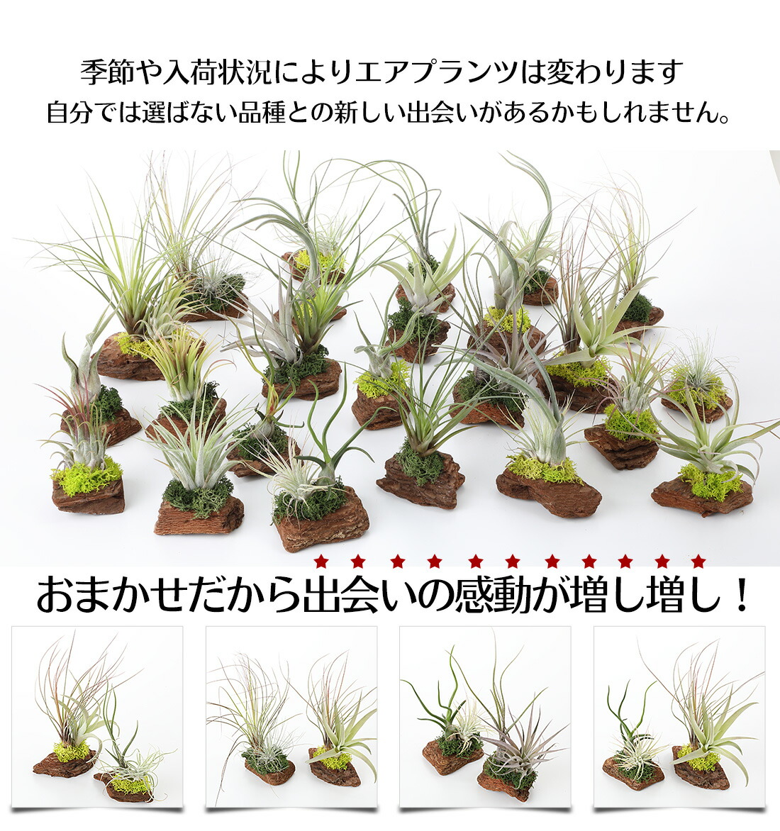 エアプランツ セット おまかせ レッドウッド アソート 2株 2株セット エアープランツ エアプランツ 観葉植物 ティランジア チランジア 壁掛け 吊り下げ インテリア 誕生日 ギフト 丈夫 人気 育てやすい Giosenglish Com