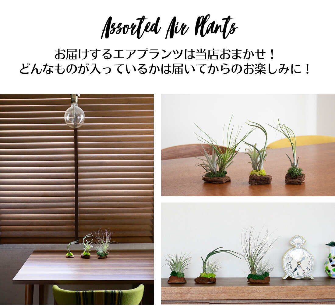 楽天市場 エアプランツ セット おまかせ レッドウッド アソート 2株 2株 1株セット エアープランツ エアプランツ 観葉植物 ティランジア チランジア 壁掛け 吊り下げ インテリア 誕生日 ギフト 丈夫 人気 育てやすい リーベン ヨーロッパの暮らし 楽天市場 エアプランツ セット おまかせ レッドウッド アソート 2株 2株 1株セット エアープランツ エアプランツ 観葉植物 ティランジア チランジア 壁掛け 吊り下げ インテリア 誕生日 ギフト 丈夫 人気 育てやすい リーベン ヨーロッパの暮らし
