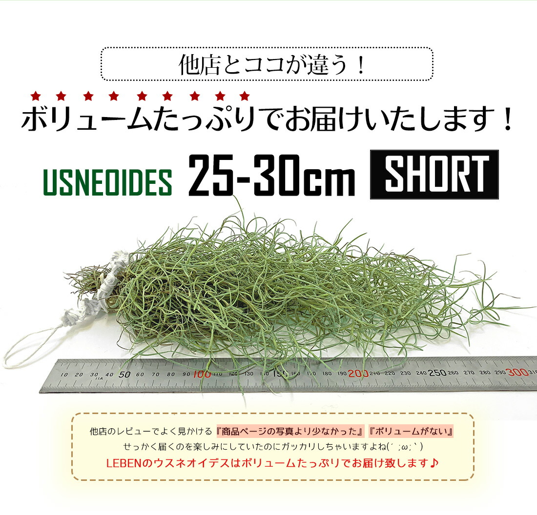 お買い物マラソン ターム制限事項1000丸形ポッキリ 期間限定 引き揚げ中間点 ウスネオイデス 1小包み 25 30cm スパニッシュモス エアープランツ エアプランツ 観葉植物 ティランジア チランジア 飾りつけ 吊り下げ 送料無料 Doorswindowsstairs Co Uk