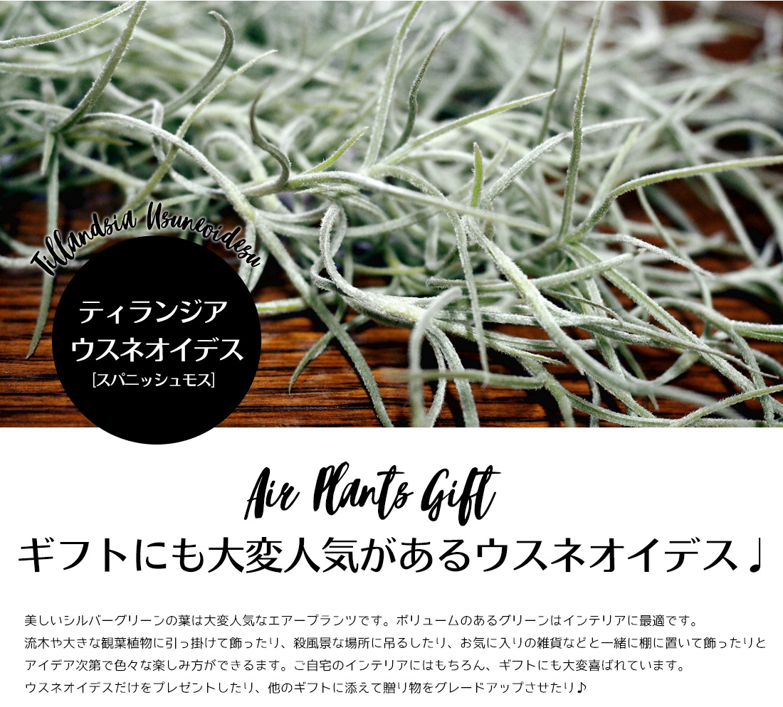 会期抑制 引上げ真っ只中 ウスネオイデス お得利な2束ね 40cm前後 スパニッシュモス エアープランツ エアプランツ 観葉草木 ティランジア チランジア 飾り 釣り下げ ファーニチュア 降誕日付 手土産 干城 好評 育てわかり易い 貨物輸送無料 Hotjobsafrica Org