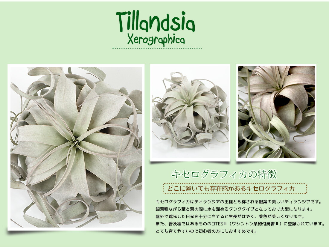 エアプランツ チランジア キセログラフィカ Lサイズ 22cm前後 エアープランツ エアプランツ 観葉植物 ティランジア チランジア 壁掛け 吊り下げ インテリア 誕生日 ギフト 丈夫 人気 育てやすい ハンキング Amedf Com Br エアプランツ チランジア キセログラフィカ Lサイズ 22cm前後 エアープランツ エアプランツ 観葉植物 ティランジア チランジア 壁掛け 吊り下げ インテリア 誕生日 ギフト 丈夫 人気 育てやすい ハンキング Amedf Com Br