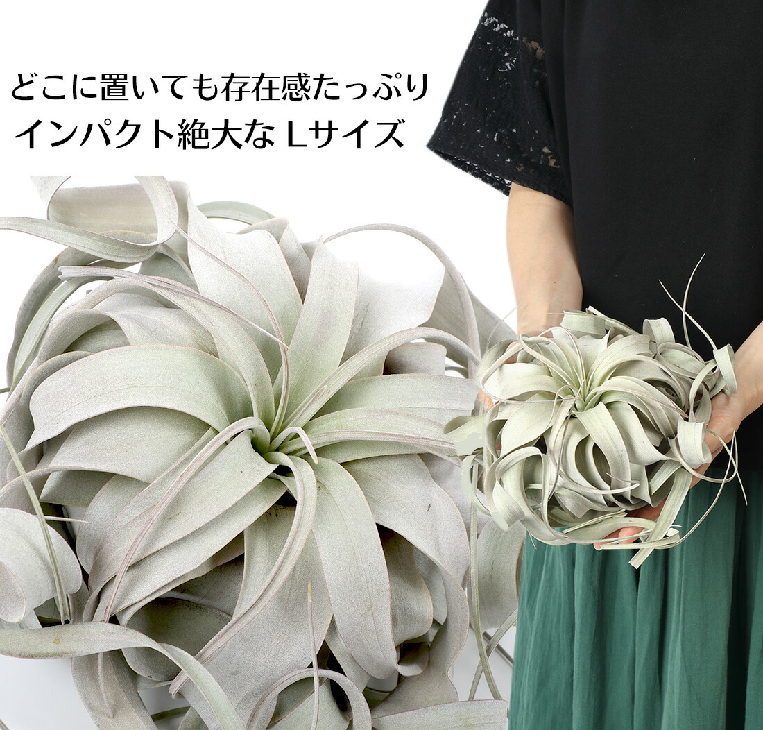 着生植物 チランジア キセログラフィカ L大きさ 22cm前後 エアープランツ エアプランツ 観葉植物 ティランジア チランジア 飾り付け 釣下げ ファニチャー 降誕日付 御土産 健全 大衆性 育てイージー ハンキング Foxunivers Com