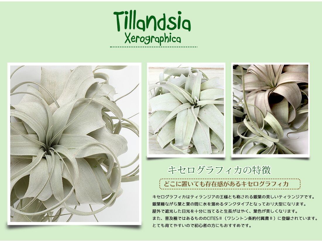 エアプランツ チランジア キセログラフィカ Mサイズ 18cm前後 エアープランツ エアプランツ 観葉植物 ティランジア チランジア 壁掛け 吊り下げ インテリア 誕生日 ギフト 丈夫 人気 育てやすい ハンキング