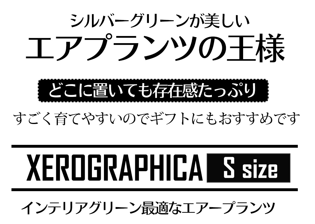 エアプランツチランジアキセログラフィカ【Sサイズ:15cm前後】エアープランツエアプランツ観葉植物ティランジアチランジア壁掛け吊り下げインテリア誕生日ギフト丈夫人気育てやすいハンキング
