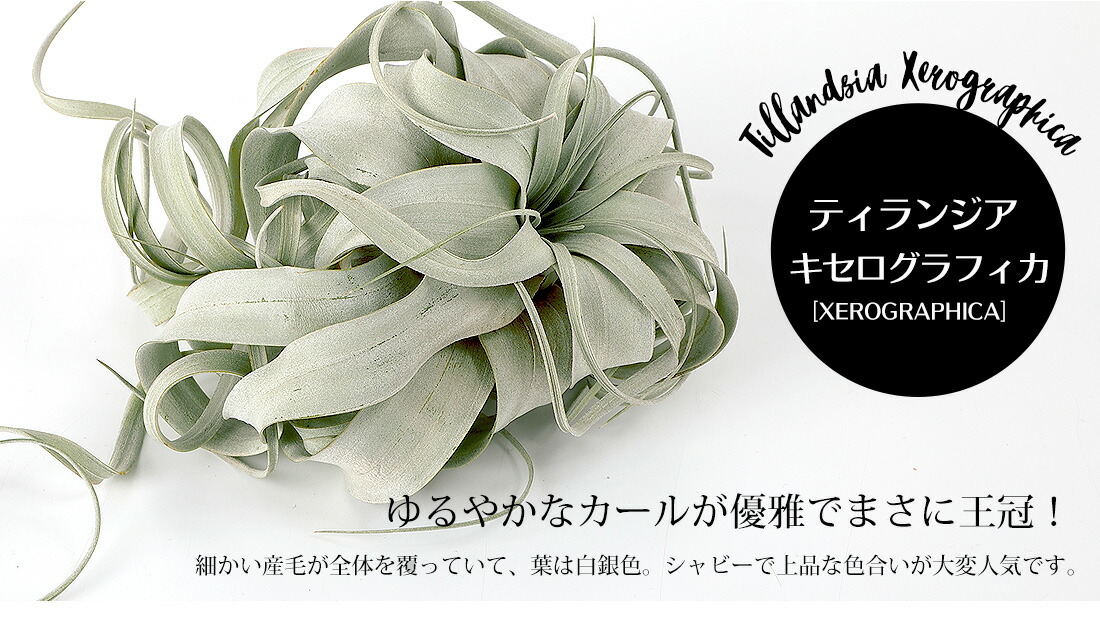 エアプランツチランジアキセログラフィカ【Sサイズ:15cm前後】エアープランツエアプランツ観葉植物ティランジアチランジア壁掛け吊り下げインテリア誕生日ギフト丈夫人気育てやすいハンキング