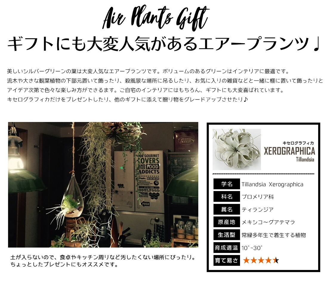 エアプランツチランジアキセログラフィカ【Sサイズ:15cm前後】エアープランツエアプランツ観葉植物ティランジアチランジア壁掛け吊り下げインテリア誕生日ギフト丈夫人気育てやすいハンキング
