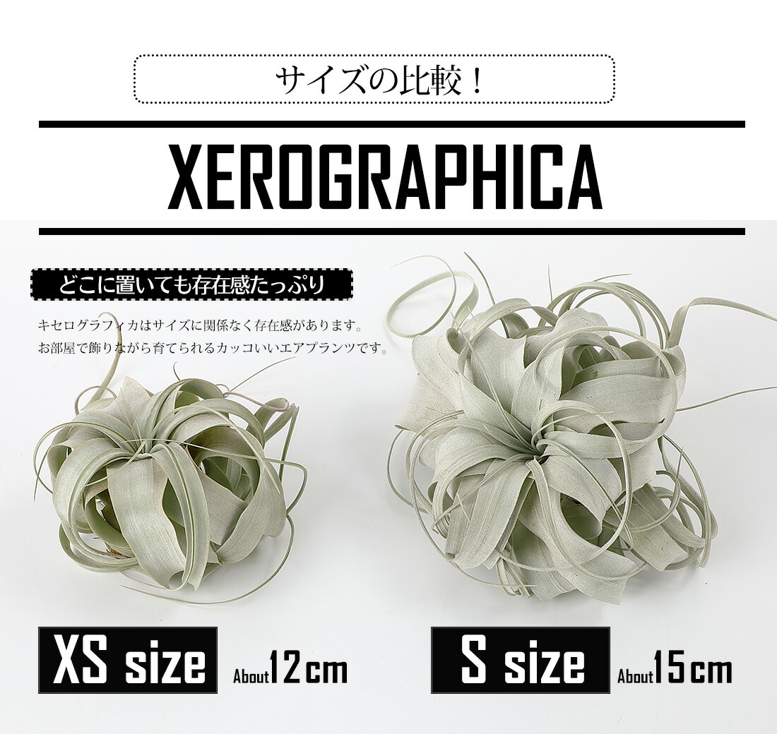 エアプランツ チランジア キセログラフィカ Xsサイズ 12cm前後 エアープランツ エアプランツ 観葉植物 ティランジア チランジア 壁掛け 吊り下げ インテリア 誕生日 ギフト 丈夫 人気 育てやすい ハンキング Korkmazmauritius Com