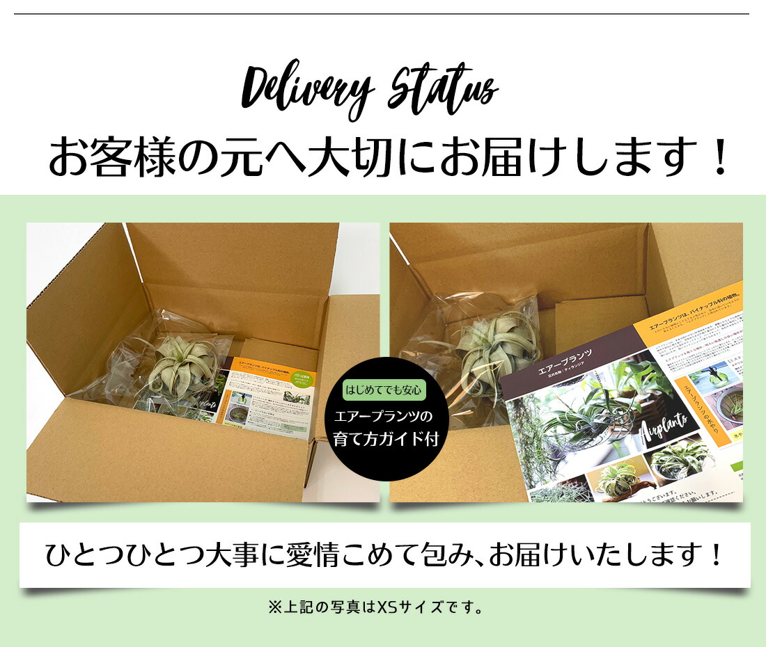 エアプランツチランジアキセログラフィカ【Sサイズ:15cm前後】エアープランツエアプランツ観葉植物ティランジアチランジア壁掛け吊り下げインテリア誕生日ギフト丈夫人気育てやすいハンキング