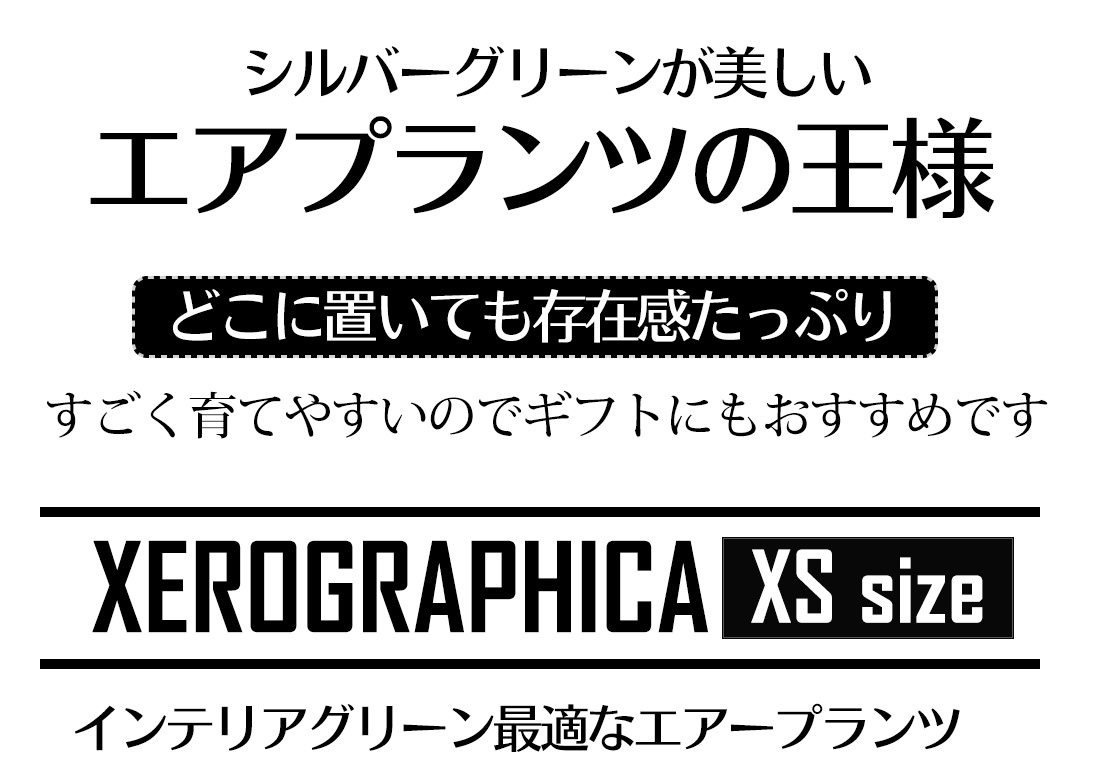 着生植物 チランジア キセログラフィカ Xs号 12cm前後 エアープランツ エアプランツ 観葉植物 ティランジア チランジア 装具 吊り下げ 内装 生誕日にち 戴物 つわもの 英名 育て手がるい ハンキング Doorswindowsstairs Co Uk