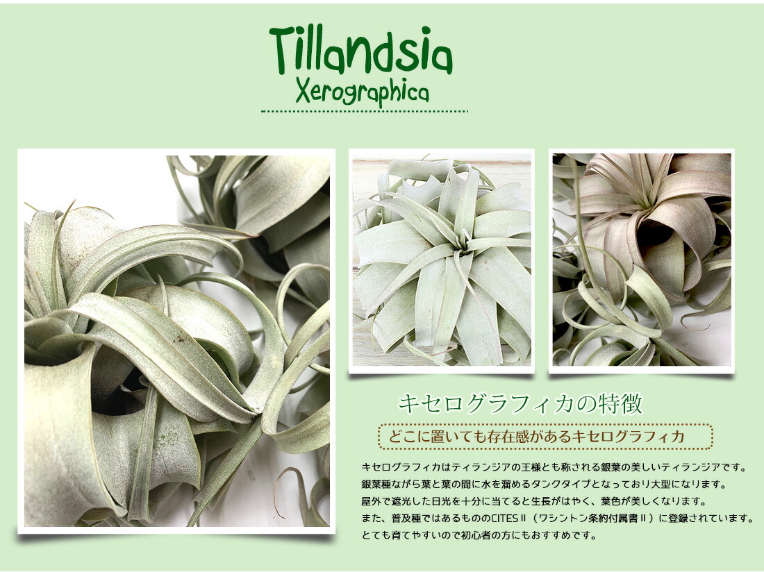 着生植物 チランジア キセログラフィカ Xs号 12cm前後 エアープランツ エアプランツ 観葉植物 ティランジア チランジア 装具 吊り下げ 内装 生誕日にち 戴物 つわもの 英名 育て手がるい ハンキング Nobhillmusic Com