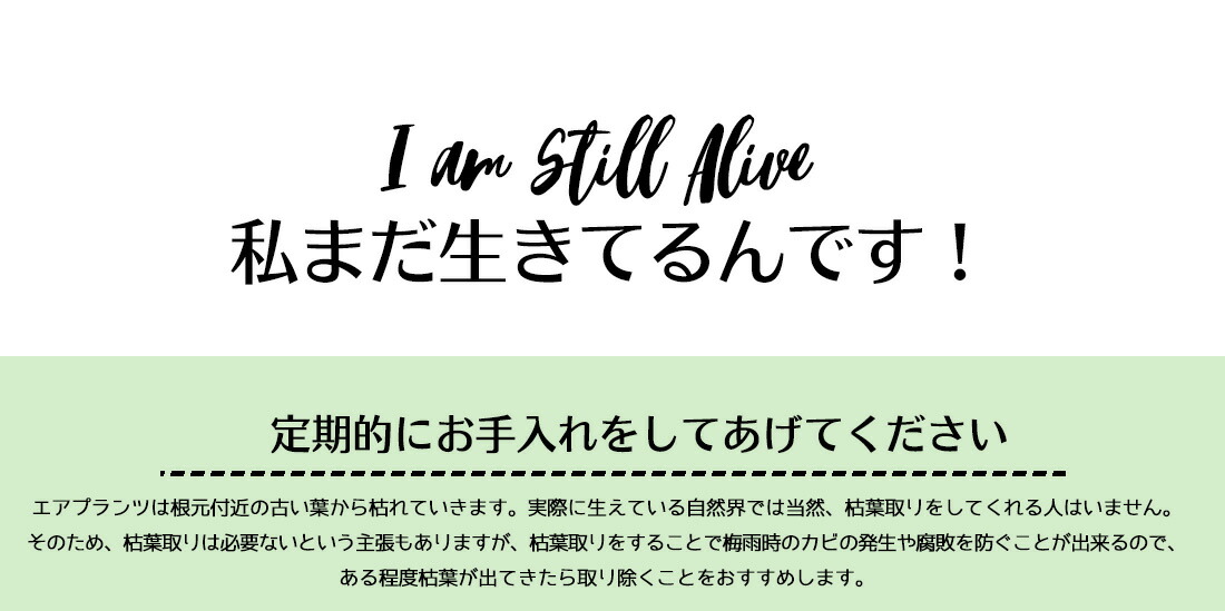 エアプランツチランジアキセログラフィカ【Sサイズ:15cm前後】エアープランツエアプランツ観葉植物ティランジアチランジア壁掛け吊り下げインテリア誕生日ギフト丈夫人気育てやすいハンキング