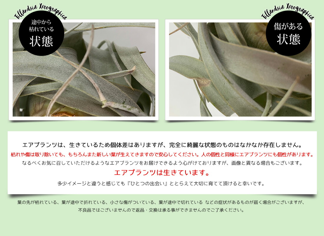 エアプランツチランジアキセログラフィカ【Sサイズ:15cm前後】エアープランツエアプランツ観葉植物ティランジアチランジア壁掛け吊り下げインテリア誕生日ギフト丈夫人気育てやすいハンキング