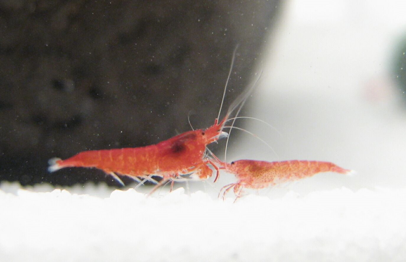 楽天市場 癒しエビ ピクシ シュリンプのみ６匹 エビ 熱帯魚 アクアリウム インテリア エビ 手軽 初心者 癒しグッズ レンプロショップ