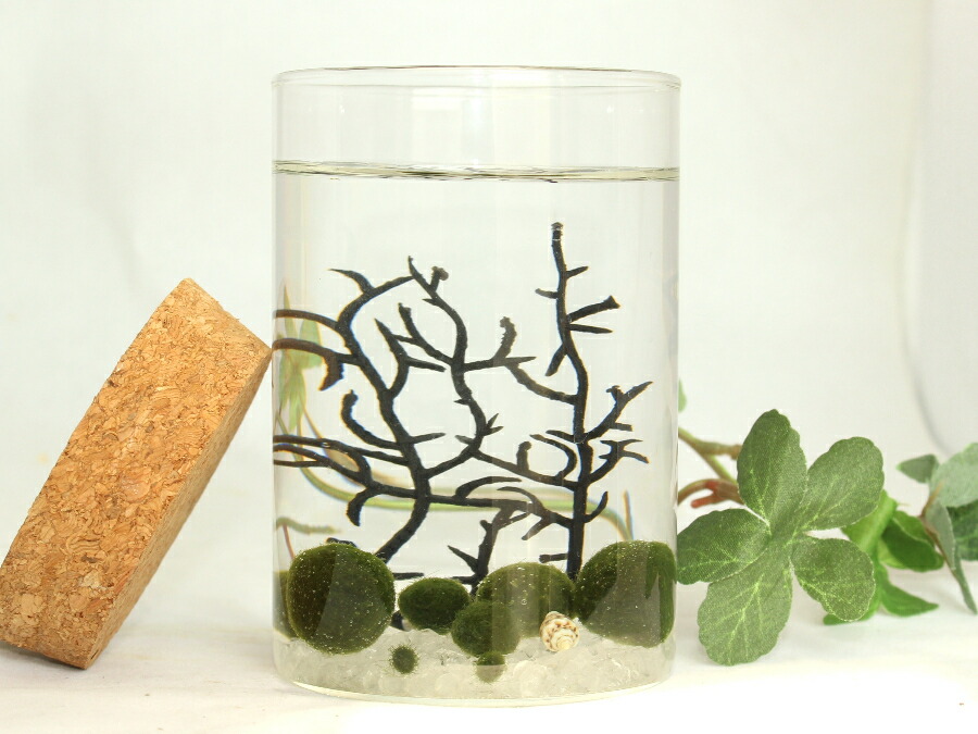 まりも 楽天市場】まりも L TYPE 1個☆まりも マリモ 毬藻 水草 アクアリウム