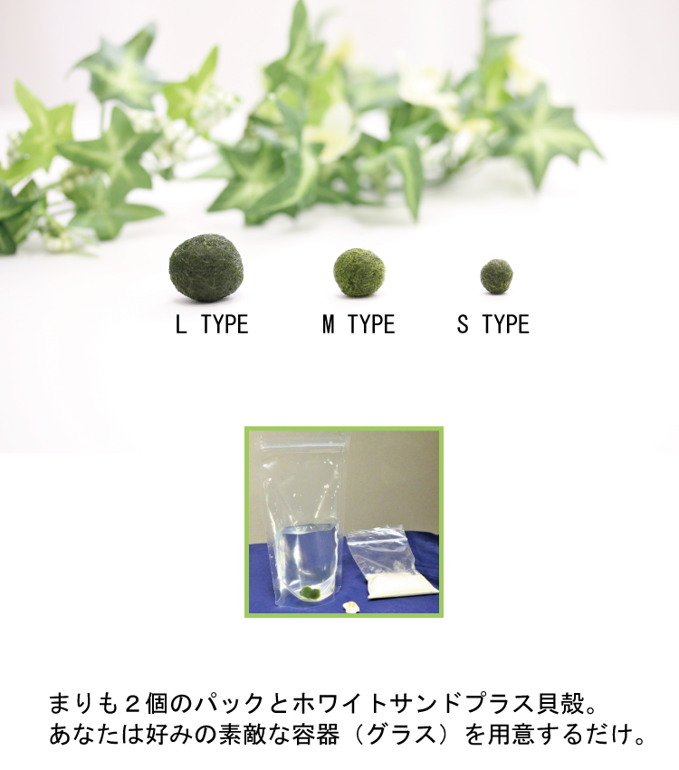 まりも 点セット Mタイプ プラス光る石付き癒しグッズ まりも マリモ 阿寒湖 販売 土産 毬藻 水草 アクアリウム インテリアグッズ インテリア 初心者 手軽 癒し かわいい オシャレ Letempslev K7a Com