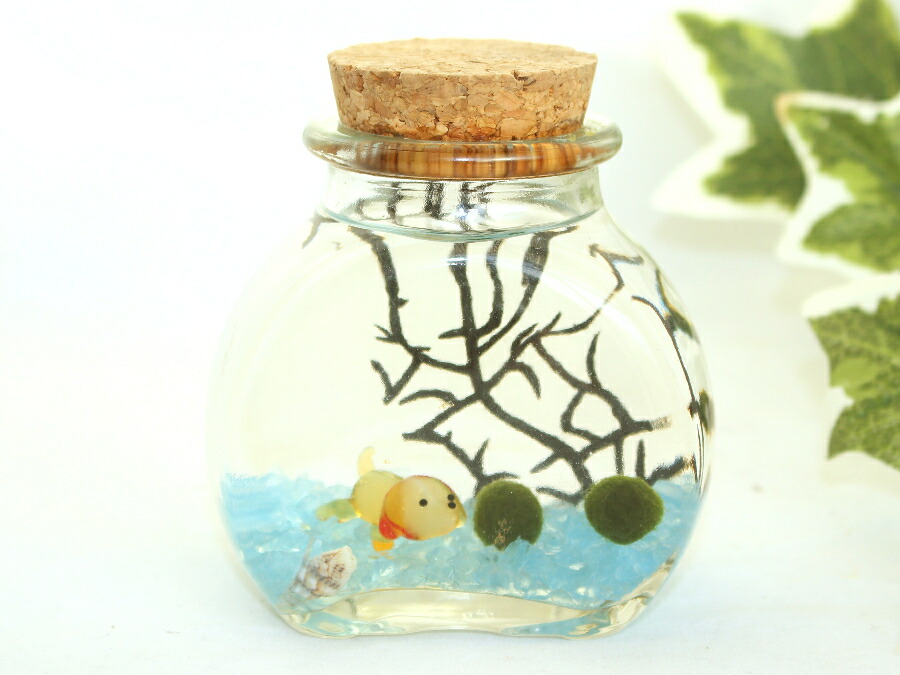 楽天市場】まりも SS TYPE 1個☆まりも マリモ 毬藻 水草 アクアリウム