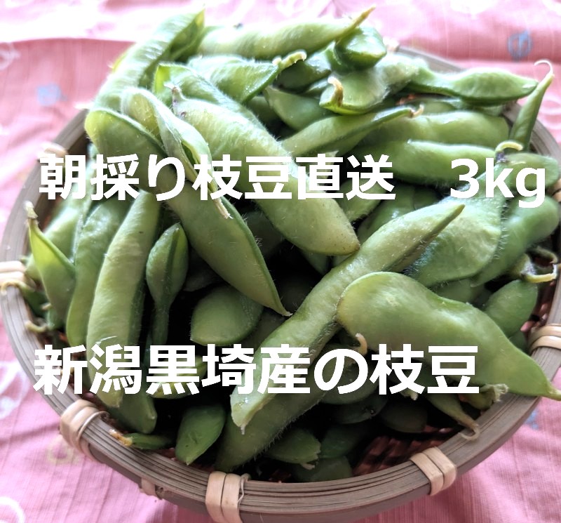 新潟県黒埼産 くろさき茶豆5kg  A品 楽天市場】朝採り 黒埼産 くろさき茶豆 1.2kg 600g×2袋 新潟