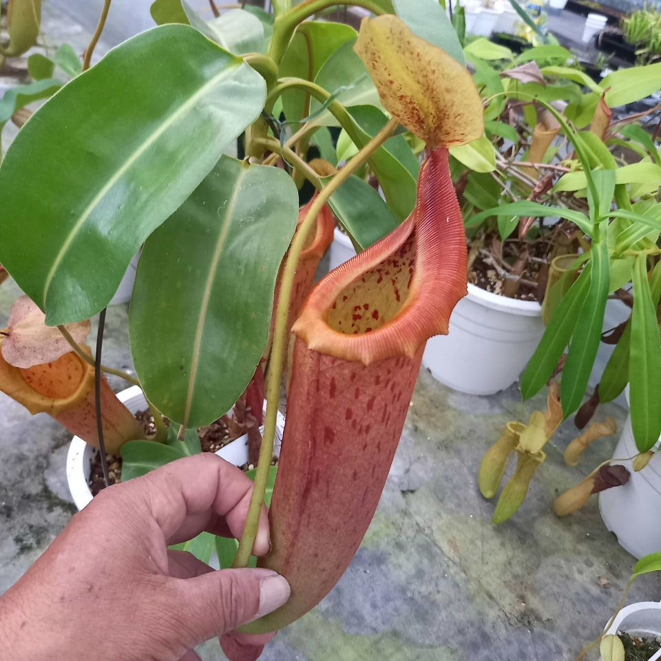 楽天市場 観葉植物 食虫植物 ネペンテス ローウィxベントリコーサ 挿し木苗 送料無料 ワンダープランツ