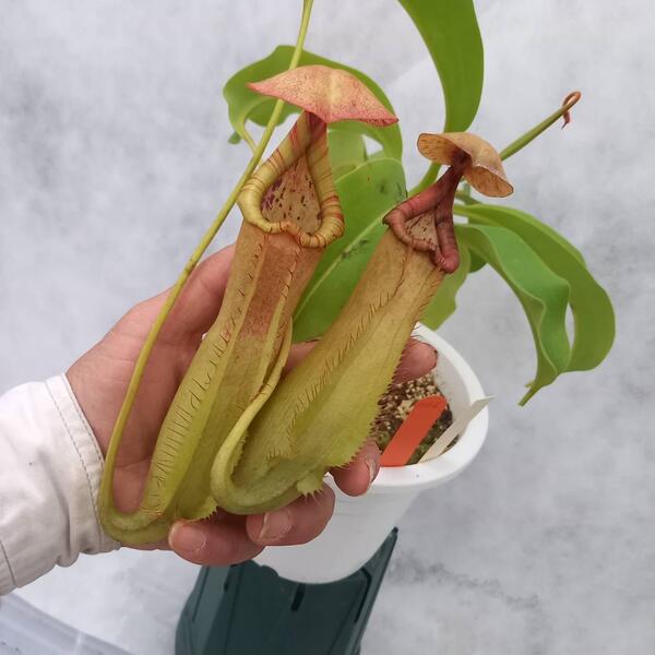 楽天市場】生産温室から直送！食虫植物 ネペンテス レッドレオパード