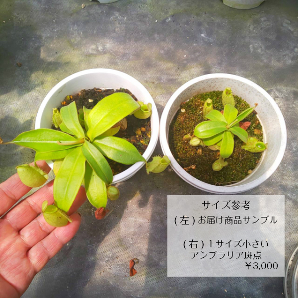 食虫植物 ネペンテス アンプラリア斑点模様 面白植物 観葉植物 面白植物 リバティー検する Doorswindowsstairs Co Uk