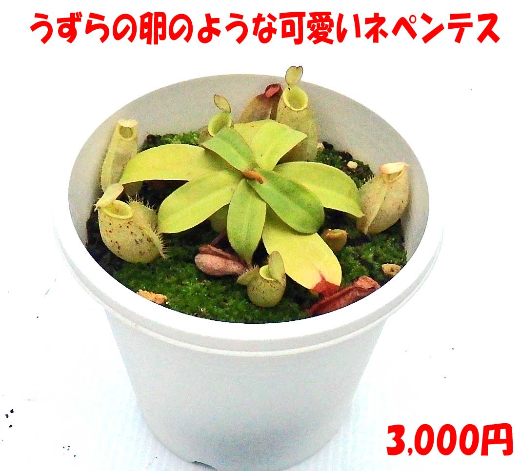 楽天市場 オシャレ 生活雑貨 雑貨 観葉植物 食虫植物 植物 ガーデニング オブジェ ディスプレイ ボタニカル フラワー アレンジ ブラススタンド ワンダープランツ