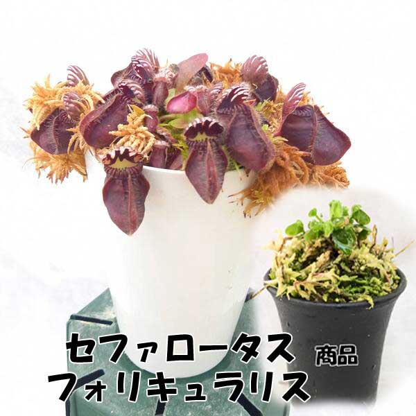 セファロタス フォリキュラリス 大苗 71Gp7m4tbIL._UF350,350_QL50_.jpg
