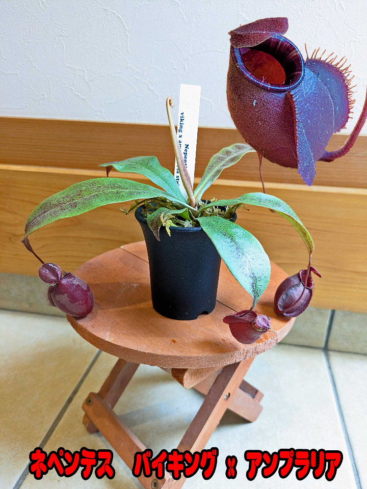 ヘリアンフォラ　ミノール　ver ピローサ　食虫植物　heliamphora ヘリアンフォラ ミノール ver ピローサ 食虫植物 heliamphora