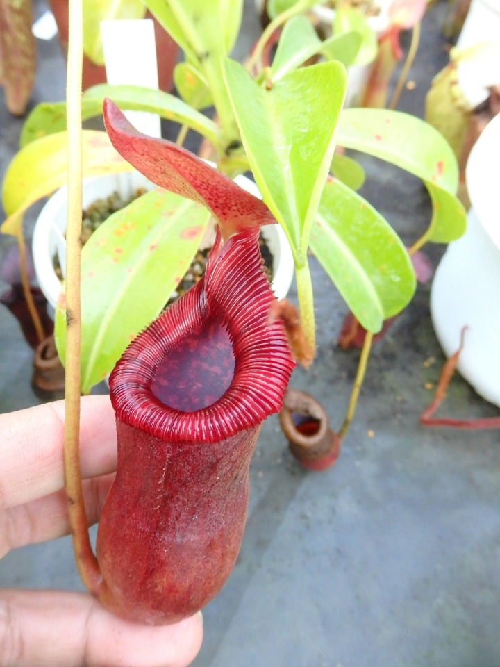 楽天市場】希少品種 観葉植物 食虫植物：ウツボカズラ ネペンテス